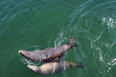 High angle view of fish swimming in sea