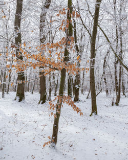 Trees on snow covered field