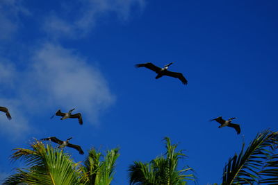 Low angle view of birds flying against blue sky