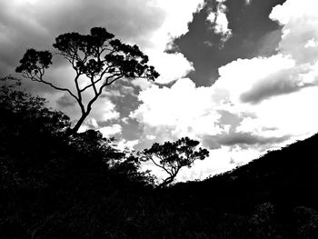 Low angle view of trees against sky