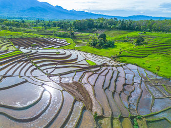 Scenic view of agricultural field
