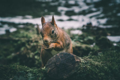 Close-up of squirrel