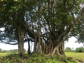 Low angle view of trees on field against sky