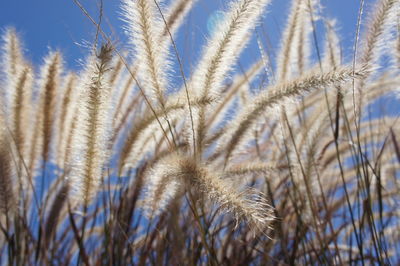 Close-up of plants growing on field against clear blue sky