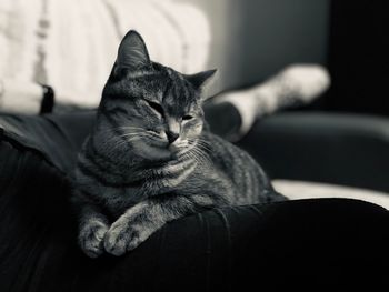 Close-up of a cat resting on sofa