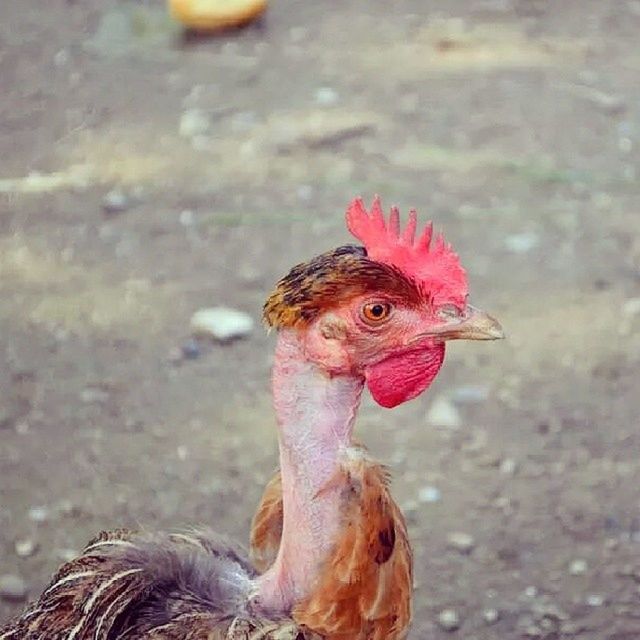 animal themes, one animal, bird, animals in the wild, focus on foreground, red, livestock, chicken - bird, close-up, wildlife, rooster, domestic animals, hen, animal head, beak, day, looking away, outdoors, standing, nature