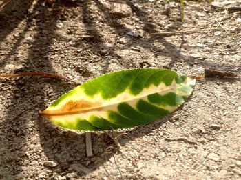 High angle view of leaf