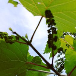 Low angle view of leaves on tree against sky