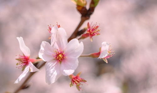 Close-up of pink flowers