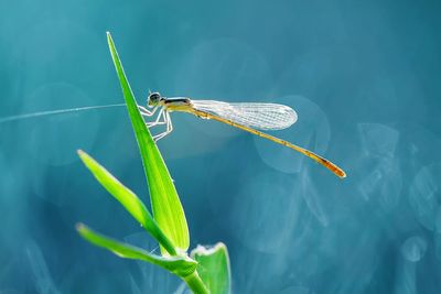 Close-up of grasshopper on leaf