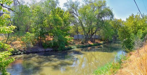 Scenic view of lake in forest