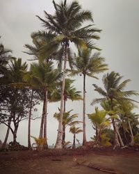 Low angle view of coconut palm trees against sky