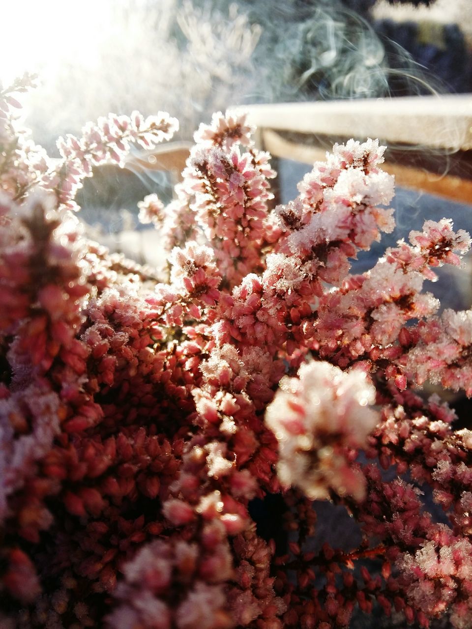 flower, freshness, growth, branch, fragility, tree, cherry blossom, beauty in nature, blossom, nature, pink color, cherry tree, petal, blooming, close-up, in bloom, low angle view, springtime, focus on foreground, twig