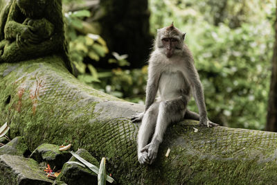 Monkeys sitting on rock