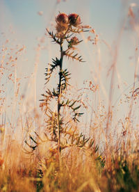 Close-up of plant against sky during sunset