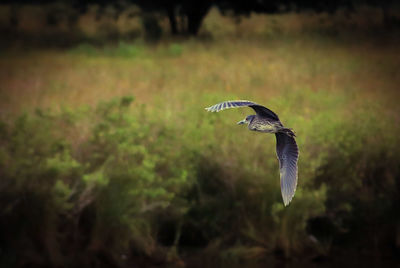 Bird flying over field