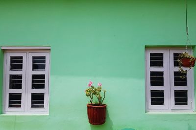 Potted plant on window of house