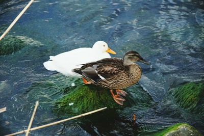 High angle view of duck swimming in lake