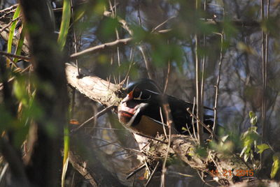 Close-up of birds