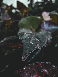 High angle view of plant during winter