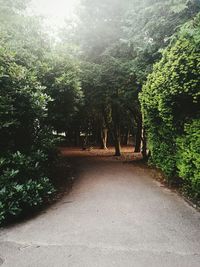 Road passing through trees