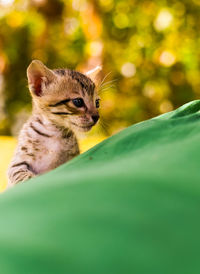 Close-up portrait of a cat