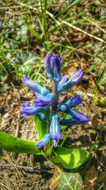 Close-up of purple flowers blooming