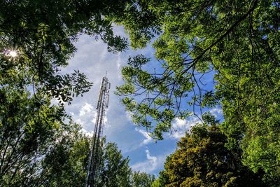 Low angle view of trees against sky