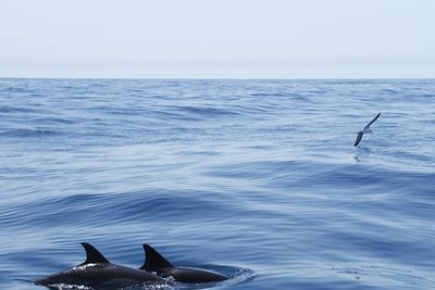 View of duck swimming in sea