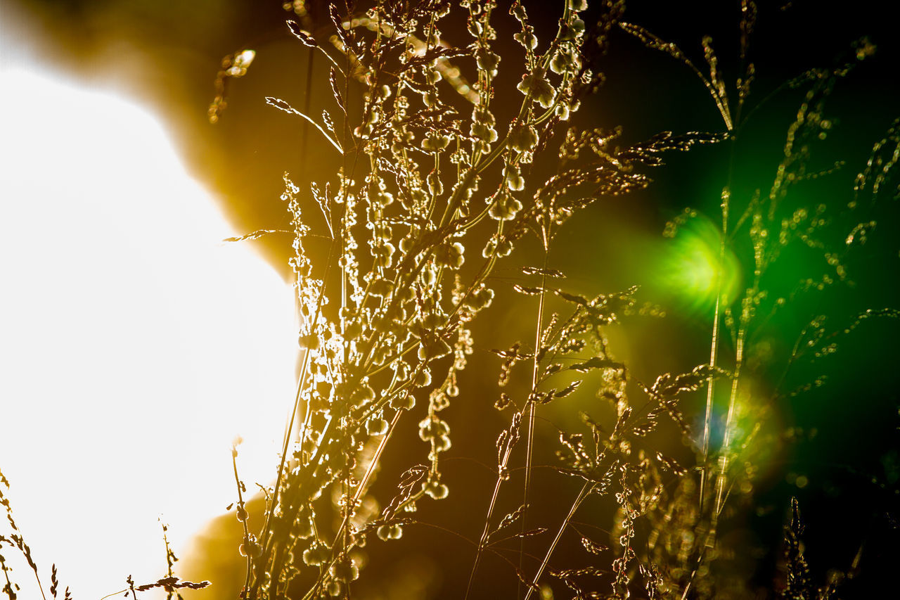 LOW ANGLE VIEW OF ILLUMINATED PLANT AGAINST CLEAR SKY AT NIGHT