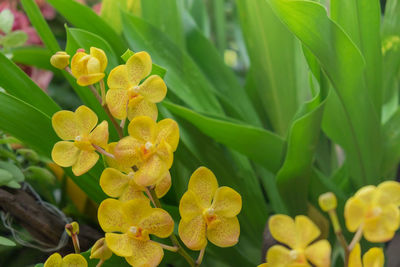 Close-up of yellow flowering plant