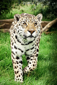 Close-up portrait of tiger