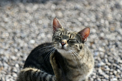 Close-up portrait of a cat