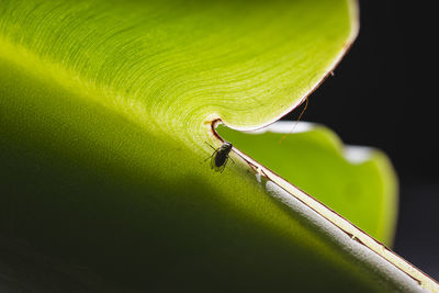 Close-up of insect on leaf against black background