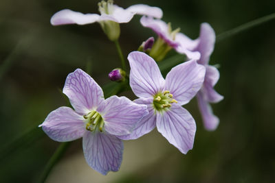 Close-up of purple flowering plant