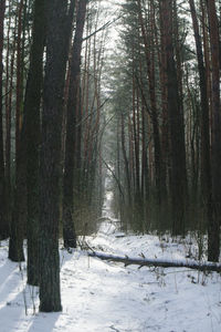 Trees in forest during winter