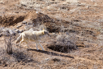 Sable-coated coyote walking calmly in dry field during a sunny day