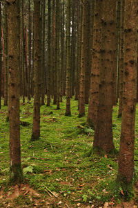 Pine trees in forest