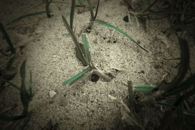 High angle view of insect on land