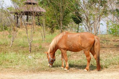 Horse in a field