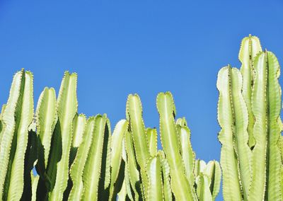 Low angle view of fresh green plants against clear blue sky