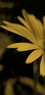 Close-up of yellow flower