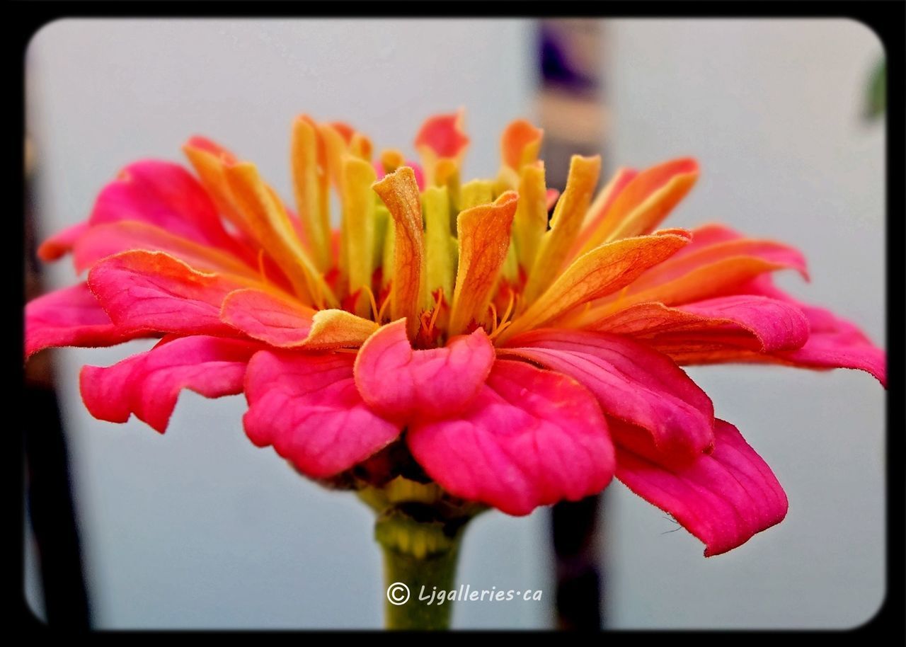 flower, petal, freshness, flower head, fragility, close-up, pink color, indoors, beauty in nature, focus on foreground, growth, vase, nature, auto post production filter, transfer print, stem, stamen, blooming, single flower, selective focus