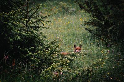 View of a fox on field by trees in summer