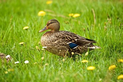 Close-up of mallard duck on grassy field