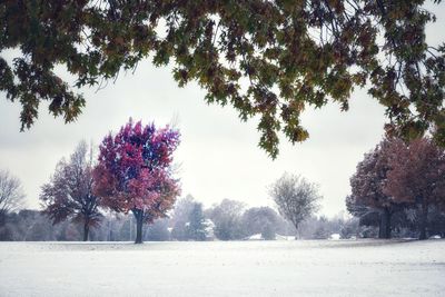 Trees on field against sky during winter