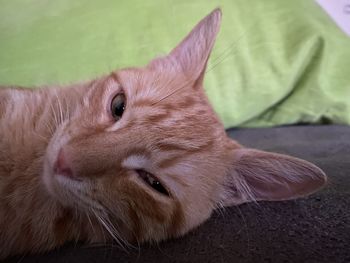 Close-up of a cat looking away