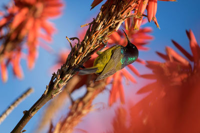 Close-up of insect perching on blue against sky