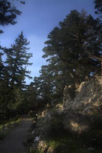 tree
