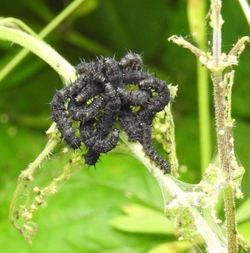 Close-up of plant